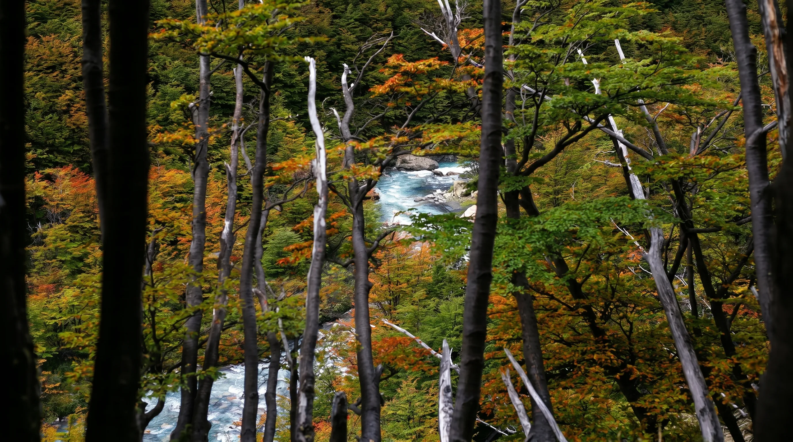 Bosque de lengas en otoño con río turquesa, Patagonia, sur de Chile