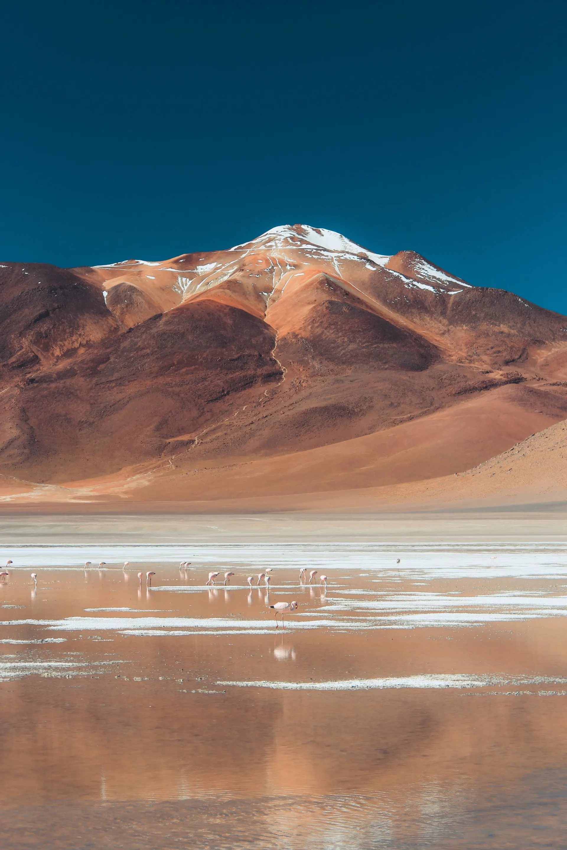 Laguna altiplánica con flamencos frente a montaña ocre, paisaje andino